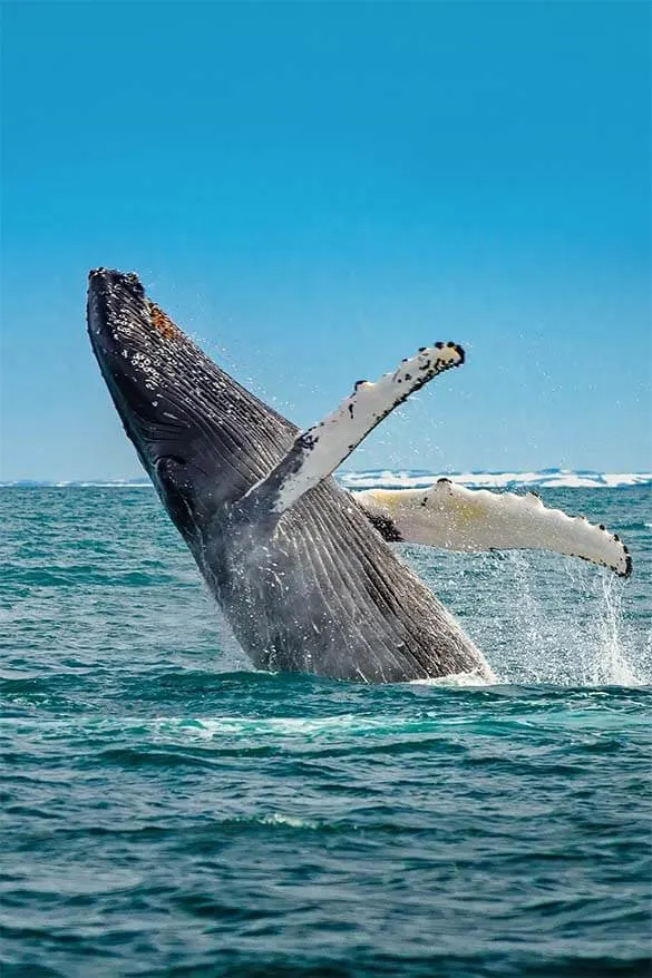 Whale watching is a popular excursion from Reykjavik