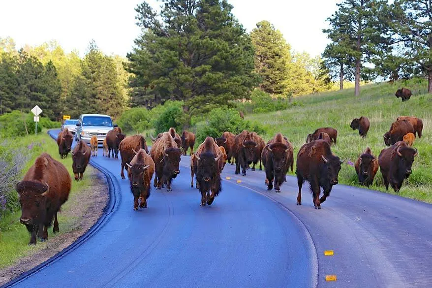 Bisonte salvaje en el Parque Estatal Custer