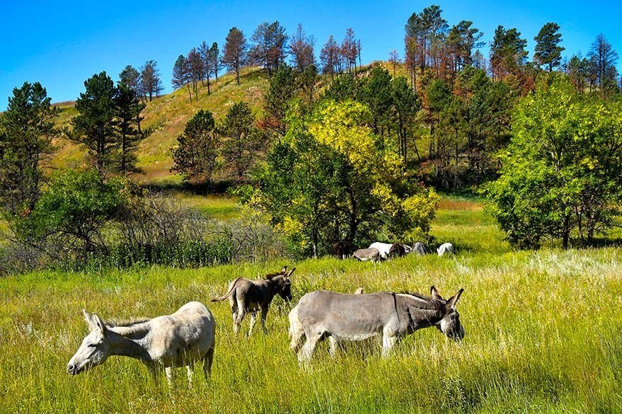 Burros salvajes en el Parque Estatal de Custer, SD