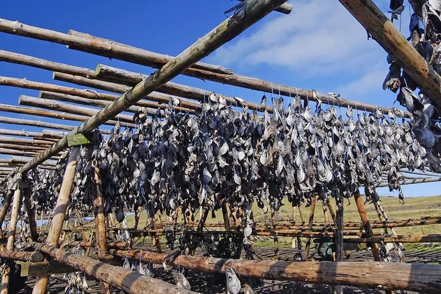 Fish drying racks in the Westman Islands, Vestmannaeyjar