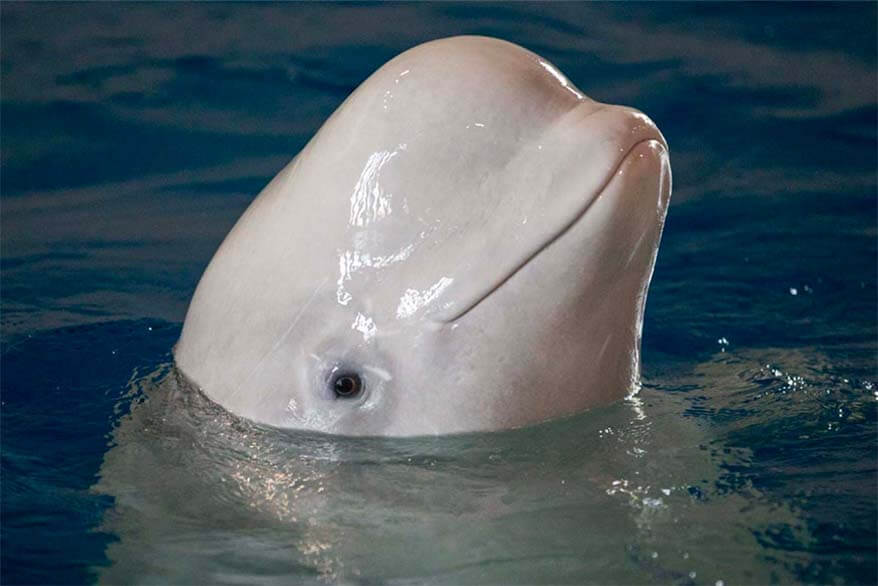 Sea Life Trust Beluga Whale Sanctuary is not to be missed when visiting the Westman Islands in Iceland