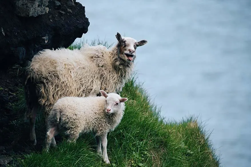 Sheep in Vestmannaeyjar Iceland