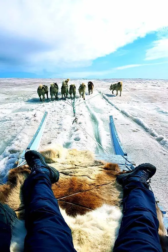 Dog sledding in Greenland in summer