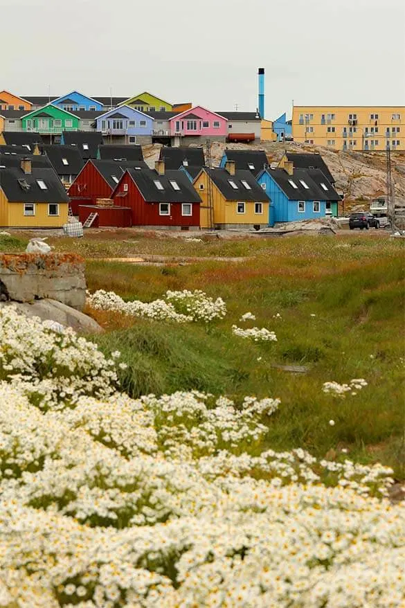 Flowers and colorful houses in Ilulissat Greenland