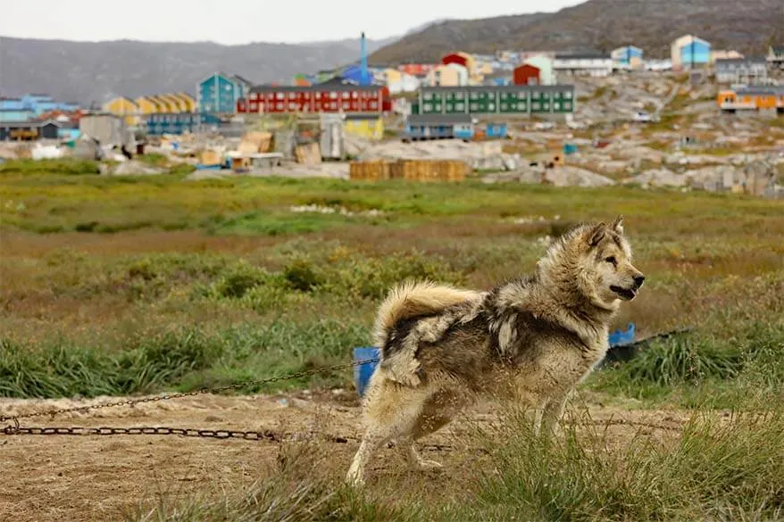 Husky in Ilulissat Greenland