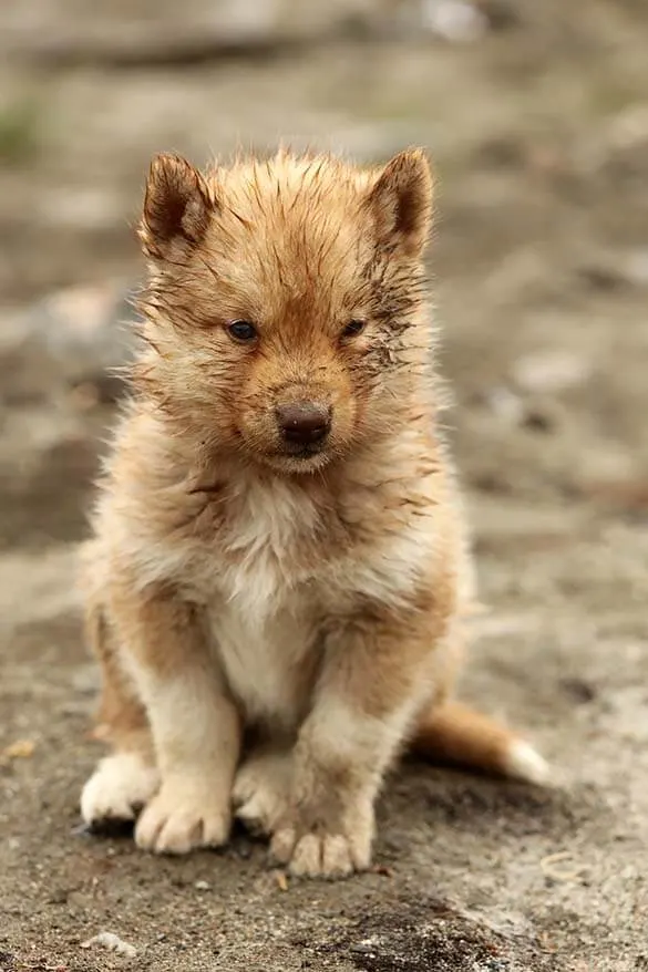 Husky puppy in Greenland