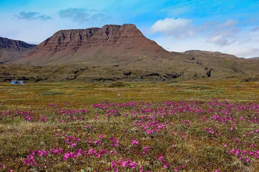 Mountain landscape and Greenland's national flower on Disko Island