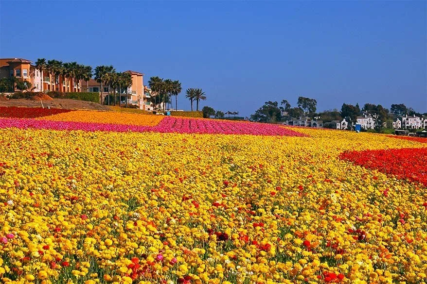 Carlsbad flower fields in California