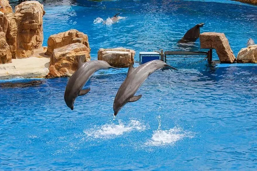 Dolphins at SeaWorld San Diego in California