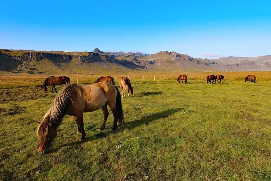 Icelandic horses on Snaefellsnes Peninsula in Iceland