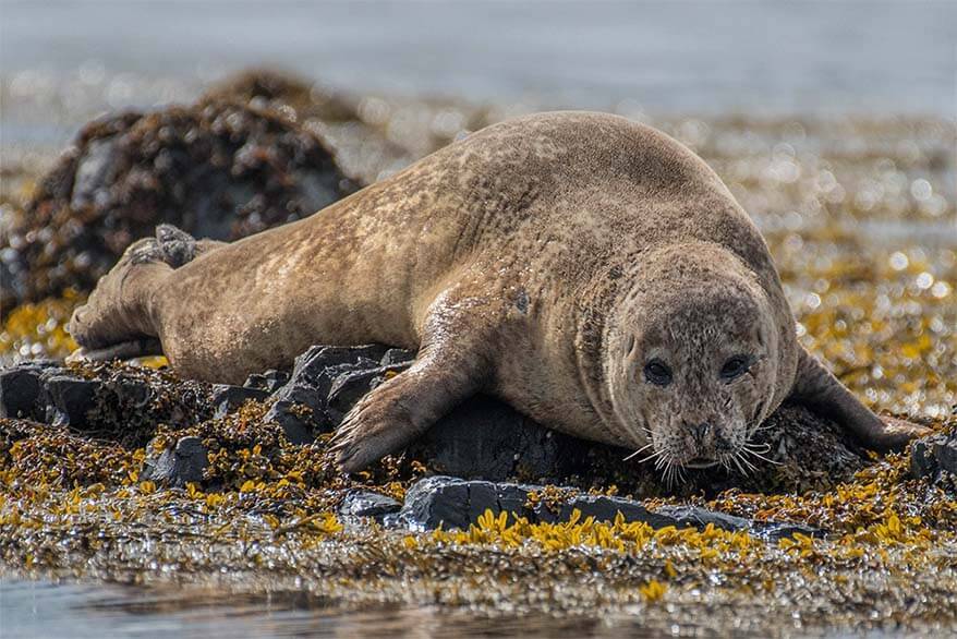 Icelandic seal