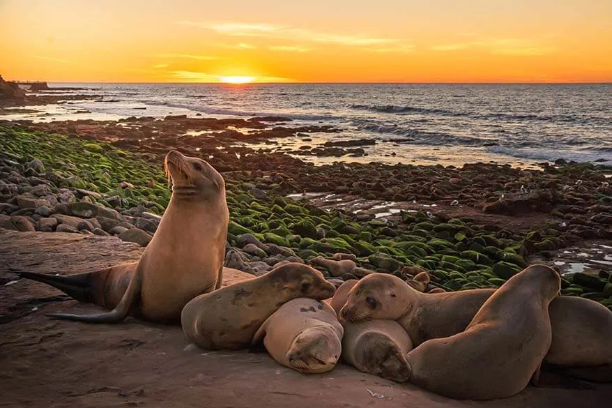 Seals in La Jolla California