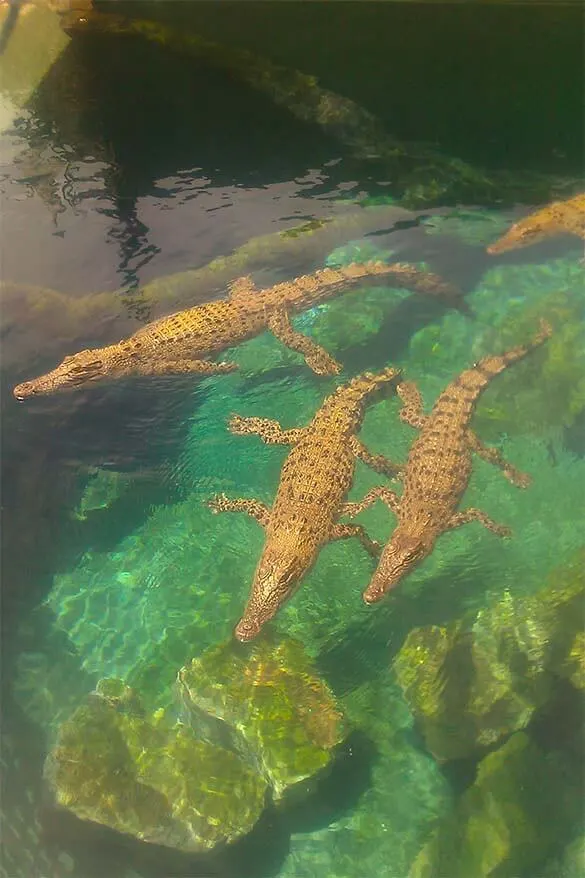 Crocodiles at Crocosaurus Cove in Darwin Australia