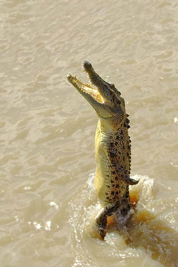 Darwin area is a great place to see crocodiles in Australia