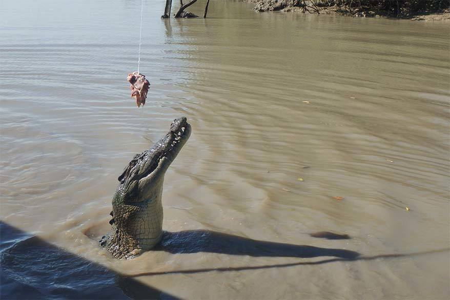 Jumping croc cruise near Darwin