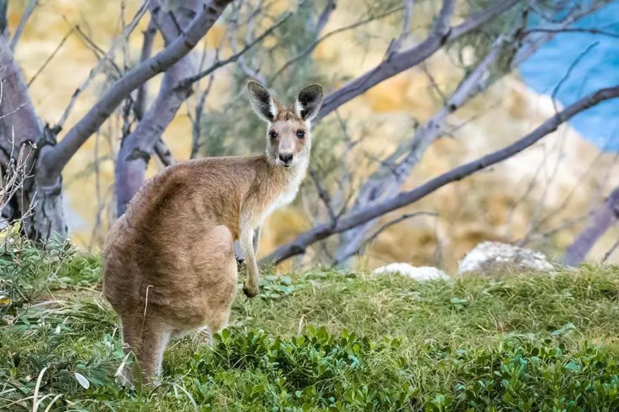 Kangaroo in Northern Territory Australia