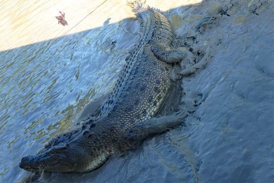 Salt water crocodile in the Adelaide river in Australia's Northern Territory near Darwin