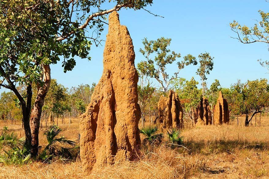 Termite hills in Australia's Northern Territory