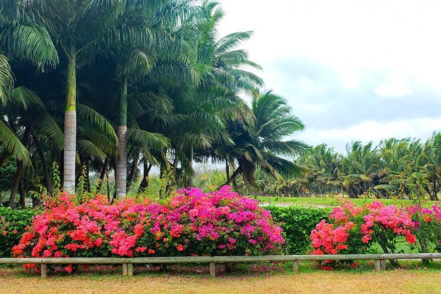 Beau Plan Sugar Estate in Pamplemousses Mauritius