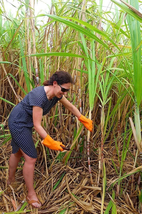 Cutting sugarcane during sugar museum visit in Mauritius