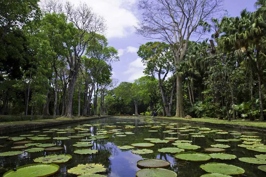Giant Lily pond at Pamplemousses Botanical Garden in Mauritius