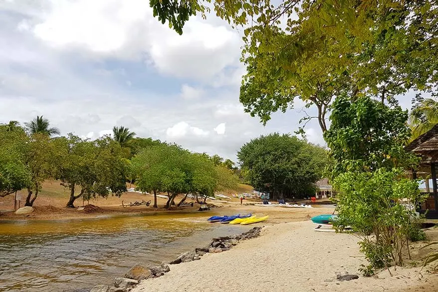 Mangroves at the river at The Ravenala Attitude hotel in Mauritius