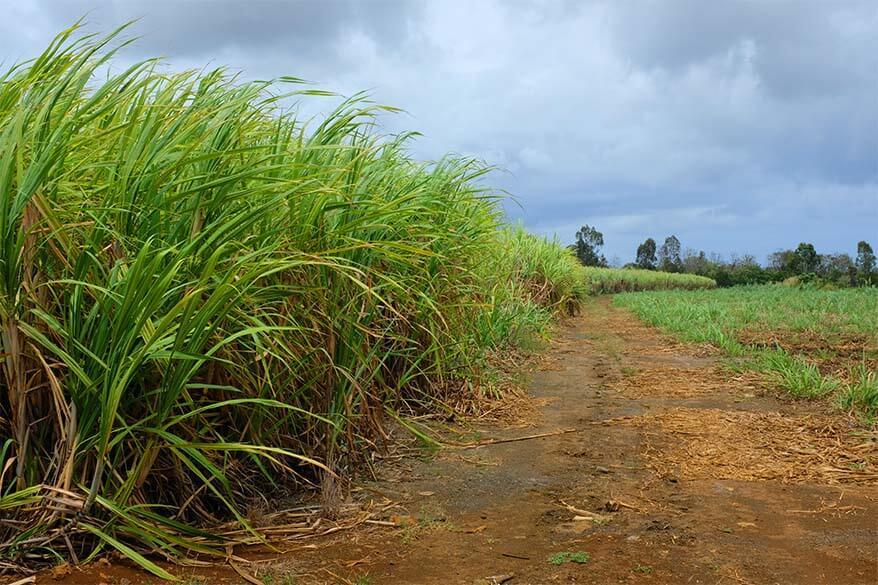 Sugarcane fields in Mauritius