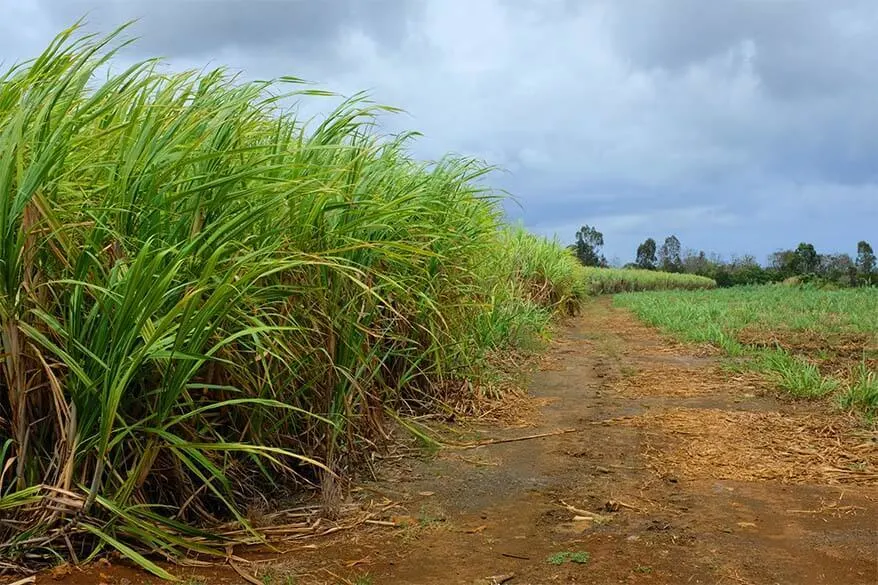 Sugarcane fields in Mauritius