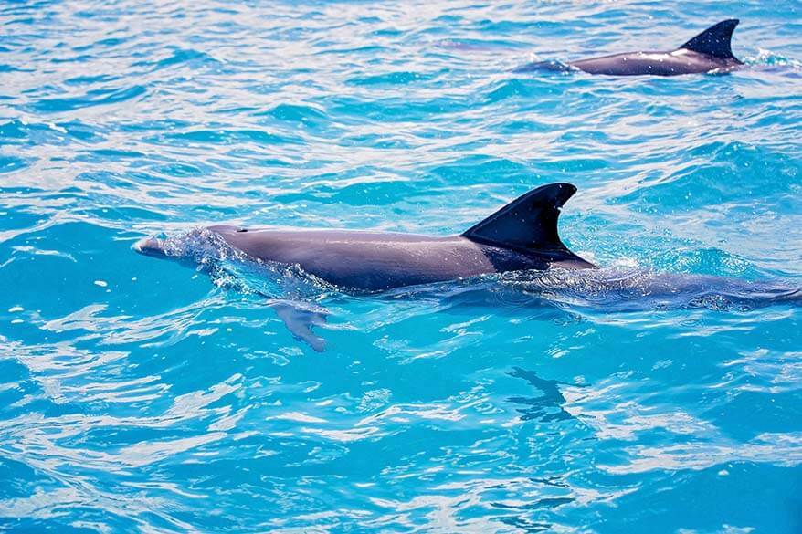 Swimming with dolphins is one of the most amazing things to do in Mauritius