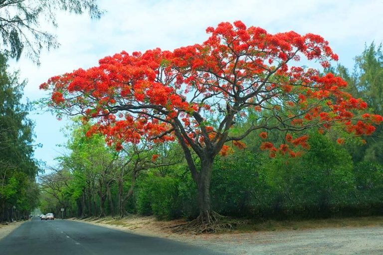 31 Top Things to Do in Mauritius: Best Places & Fun Activities (+Map ...