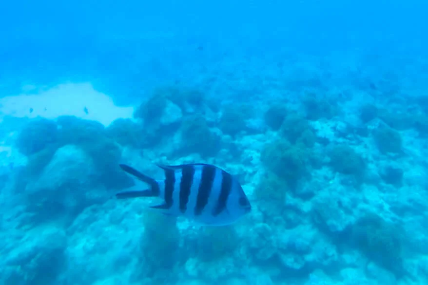 Underwater world on the Blue Safari Submarine Experience in Mauritius