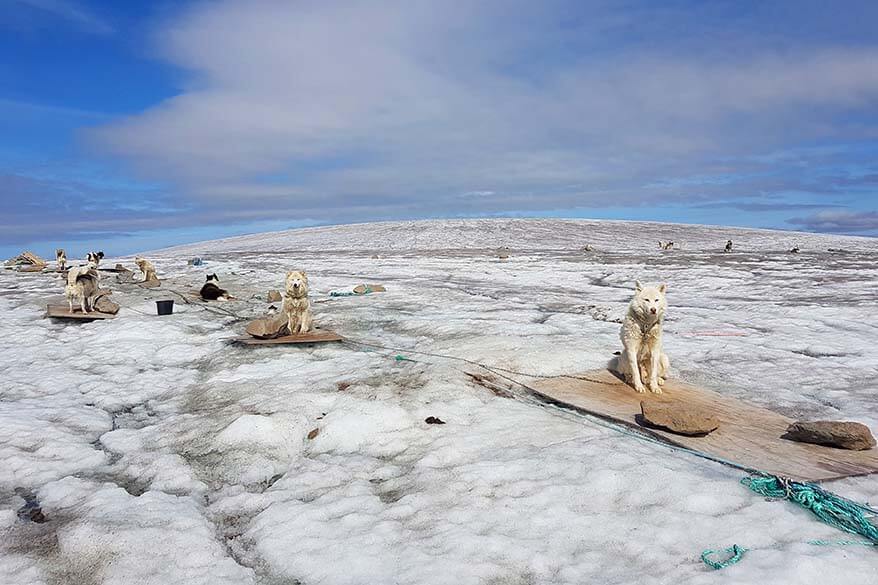 Huskies on Lyngmark Glacier in Greenland