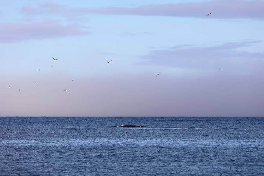 Whale watching from the shore in Qeqertarsuaq, Disko Island, Greenland