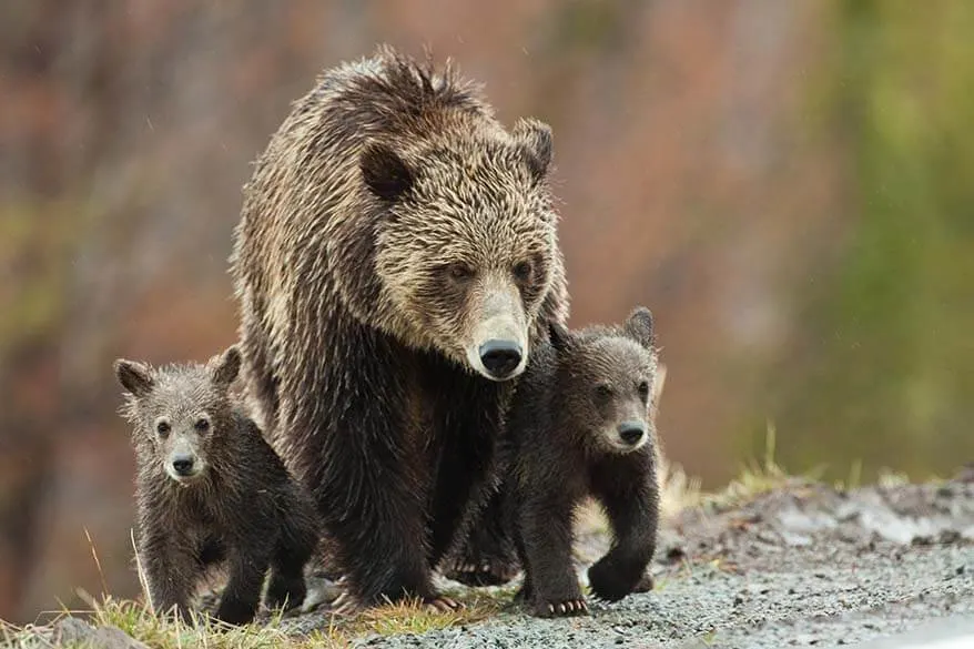 Bear with bear cubs in Yellowstone National Park