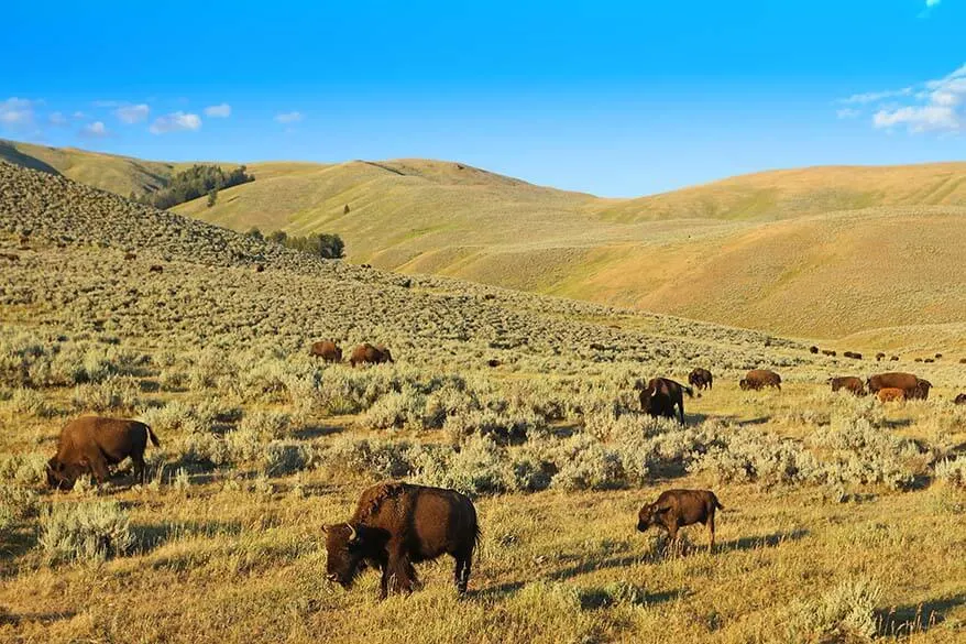 Bison in Yellowstone in summer