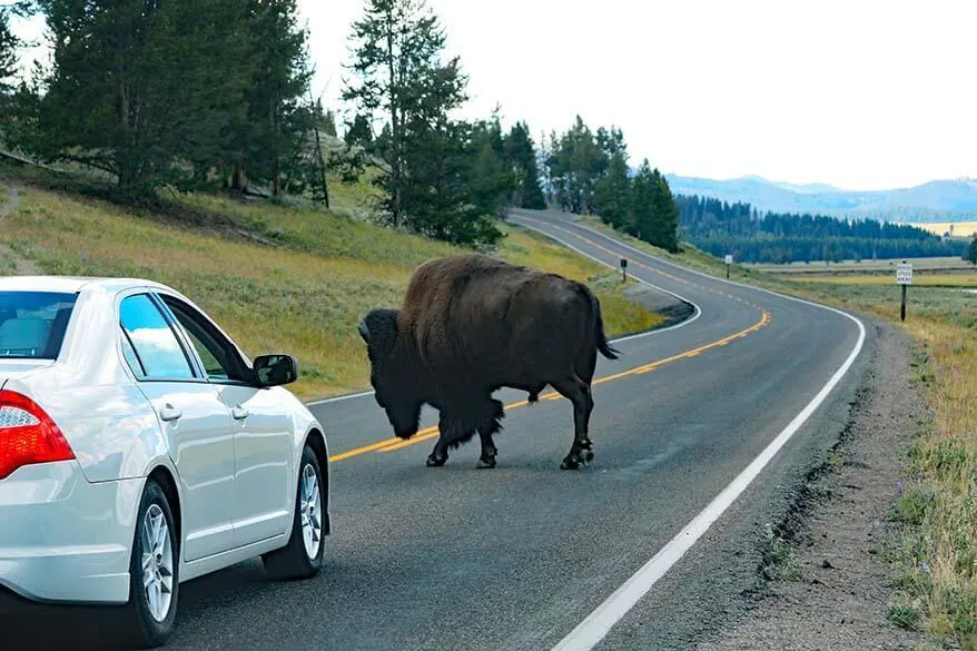 Bison on the road in Hayden Valley in Yellowstone