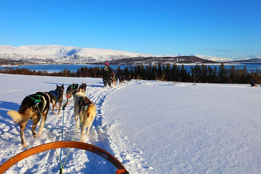 Dog sledding is a must when visiting Tromso in winter