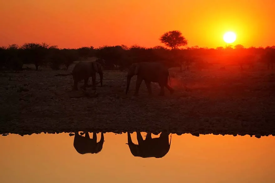 Elephants at Okaukejo waterhole in Etosha at sunset