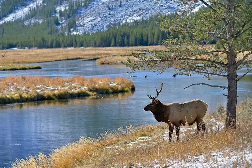 Elk in Yellowstone in autumn