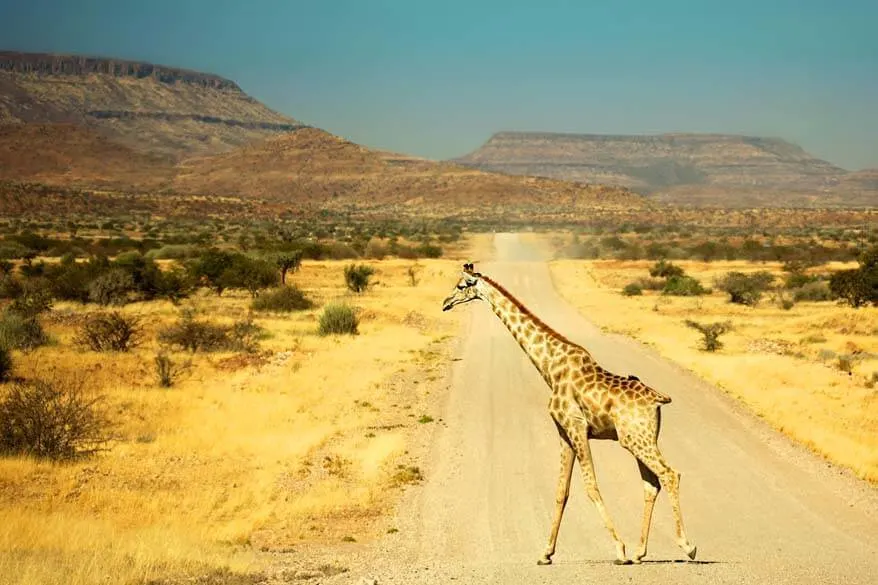 Giraffe crossing the road in Namibia