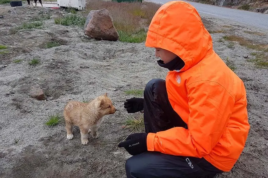 Greenland with kids - playing with husky puppy in Ilulissat