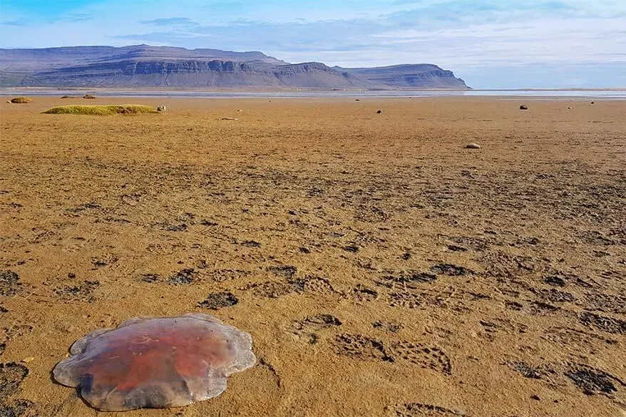 Huge jellyfish at Raudasandur beach in Iceland