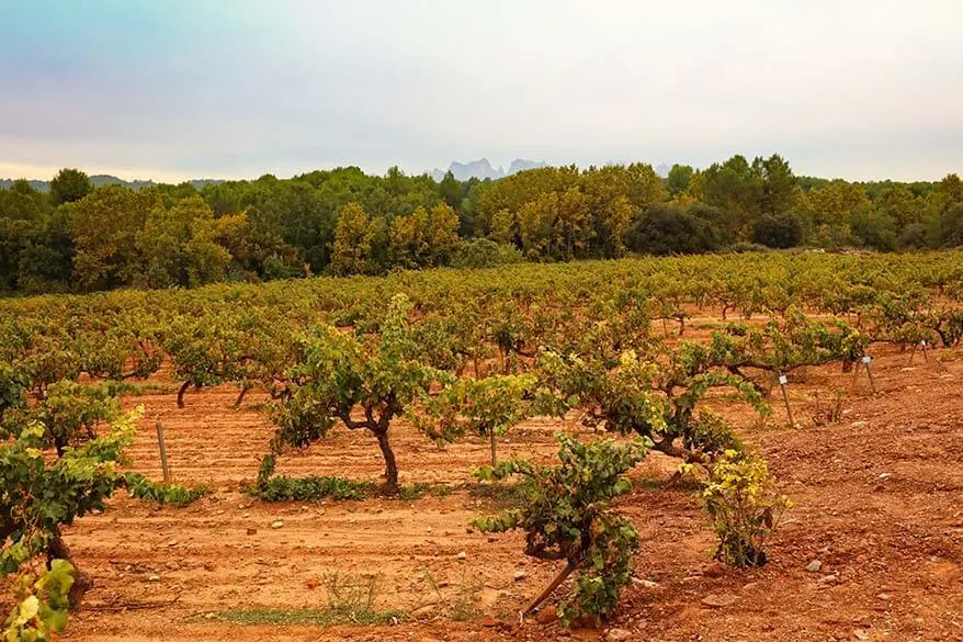 Oller del Mas vineyards near Montserrat