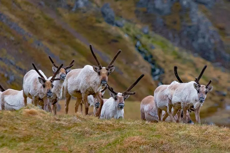 Reindeer in Eastern Iceland