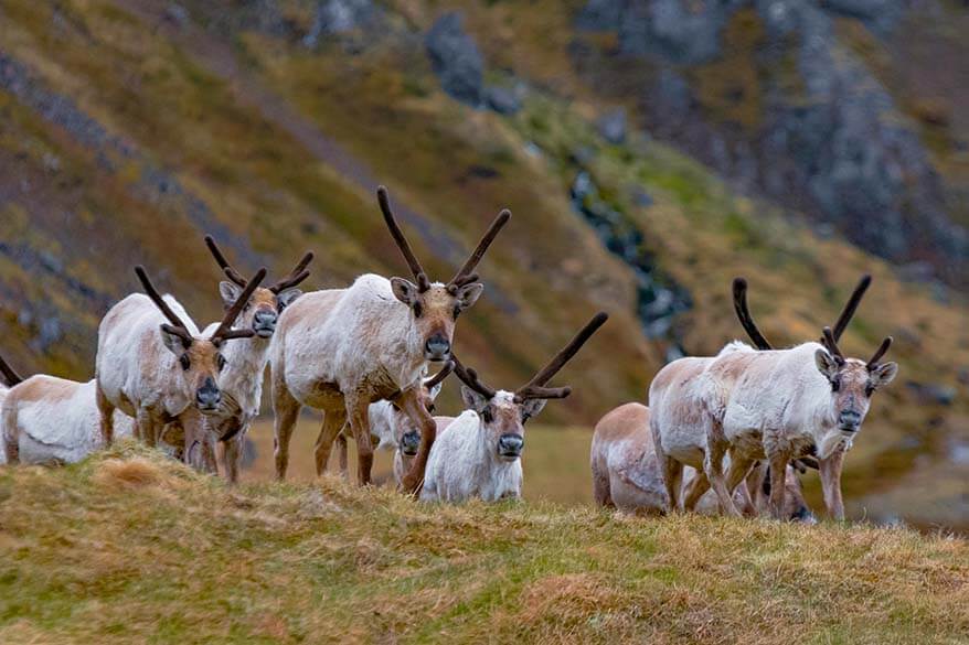 23 Absolute Best Places To Visit In Iceland Ultimate Guide 23 Absolute Best Places To Visit In Iceland Ultimate Guide
