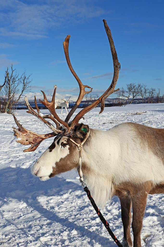 Reindeer near Tromso in Northern Norway