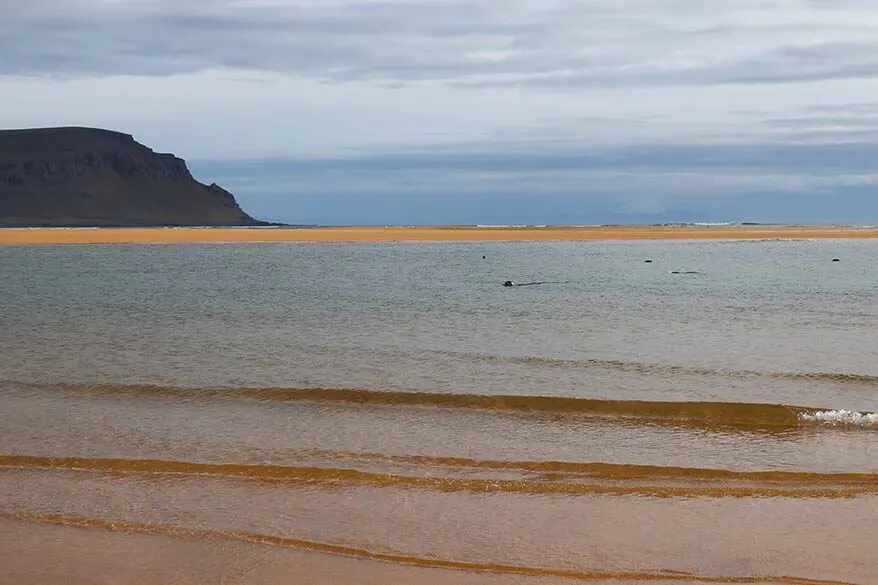 Seals in the water at Raudisandur Beach in Iceland