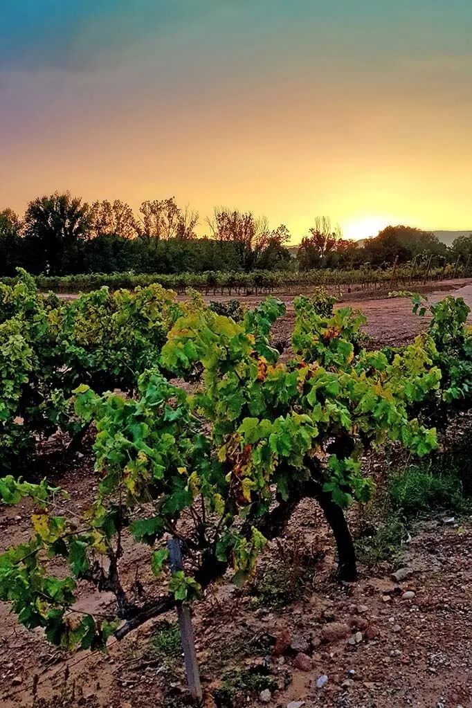 Sunset overlooking Montserrat mountains as seen from Oller del Mas winery