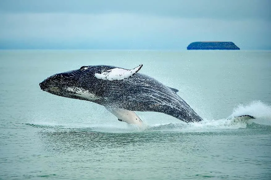 Whale watching in Husavik Iceland