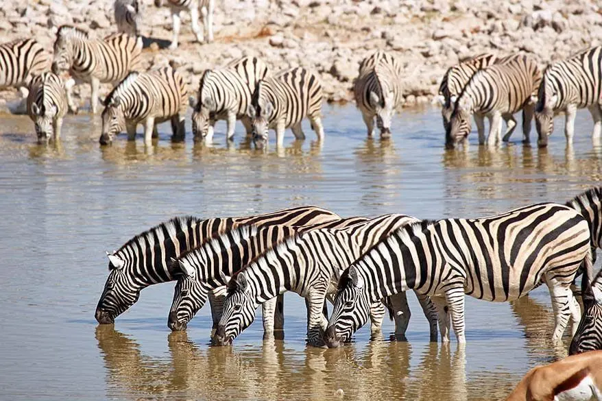 Okaukuejo is the best place to stay in Etosha National Park Namibia